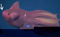 Vampyroteuthis_infernalis_T1152_02